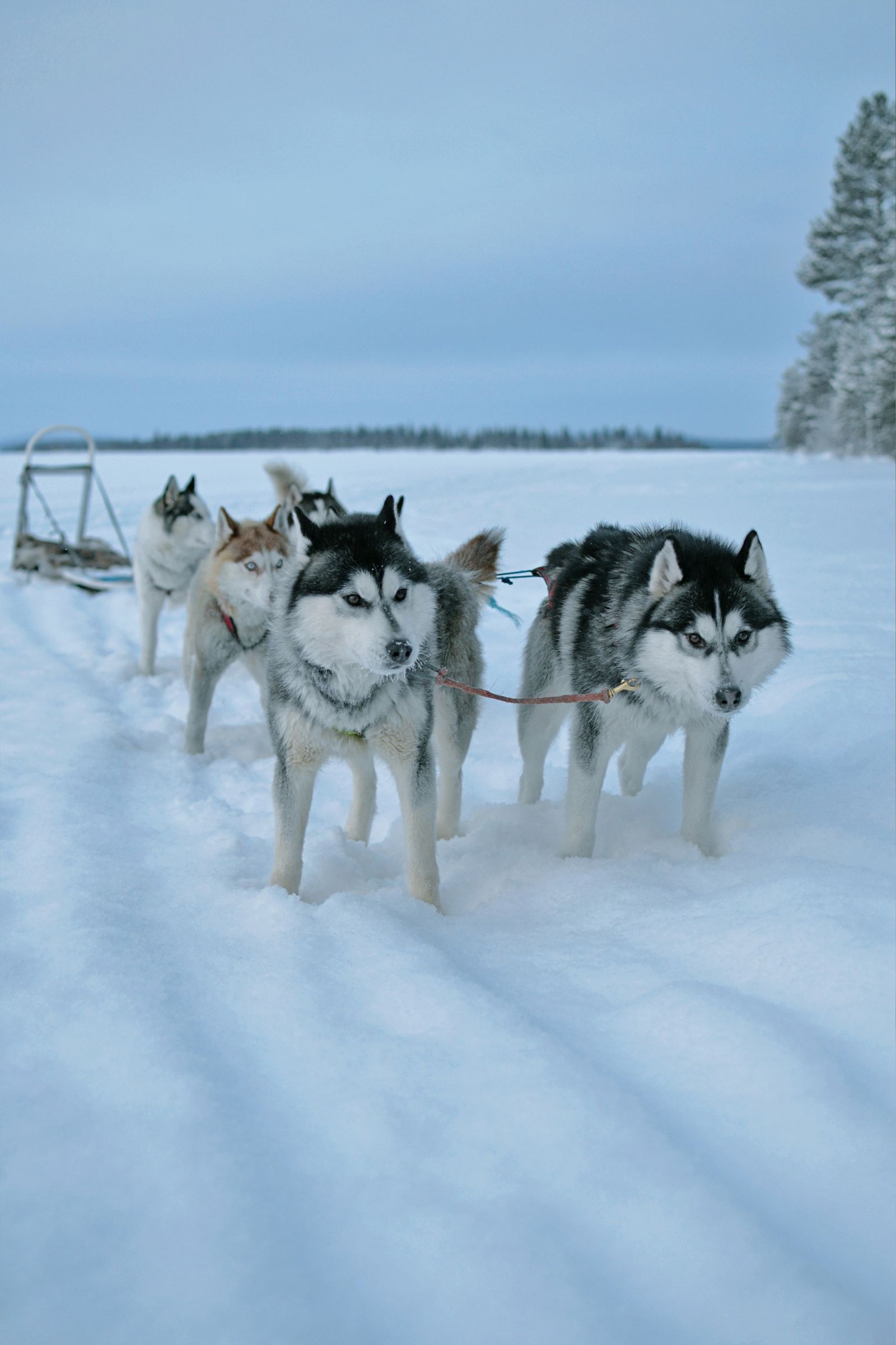 Cães de trenó husky puxando trenó na neve